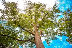 Reliable Rock Island, WA Tree Removal Solutions